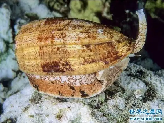 世界上最毒的海螺,鸡心螺碰到就死(没有解药)