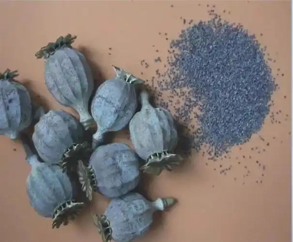 民警一看吓一跳…立即抓起来!_罂粟