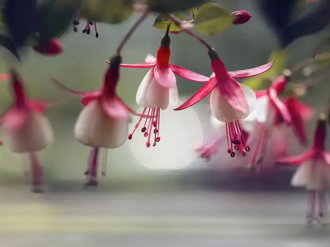 花朵,唯美,微距,盛开,安静,低垂,twomeows(away.),风景花朵壁纸图片