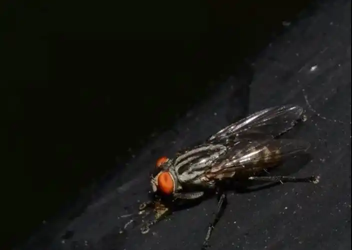 苍蝇竟然有这么多种