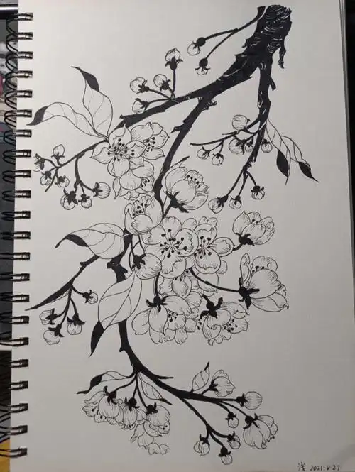 线描临摹梨花