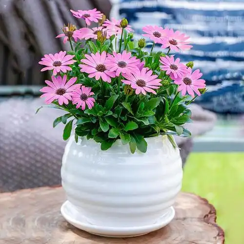 玲牵牛花万寿菊盆栽舞春花带花苞庭院花卉植物室外阳台花期长大好养活