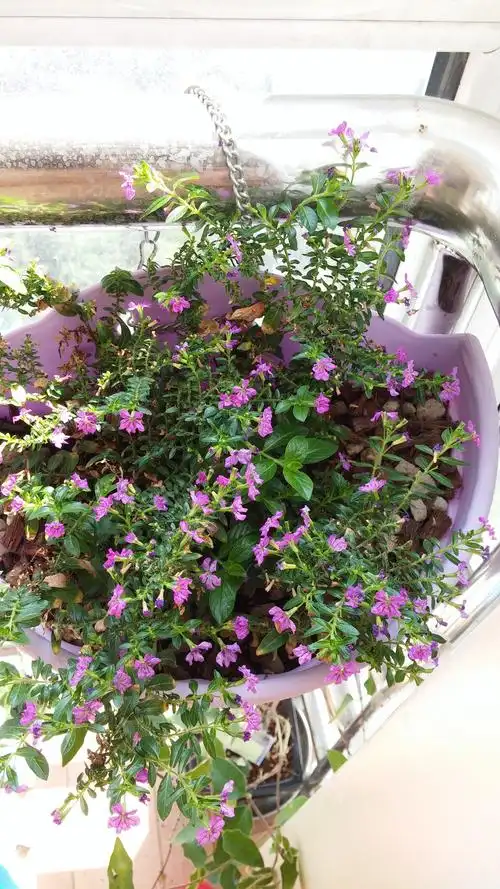 这是萼距花,百度查看  本回答由提问者推荐 评论 采纳率:75%来自团队