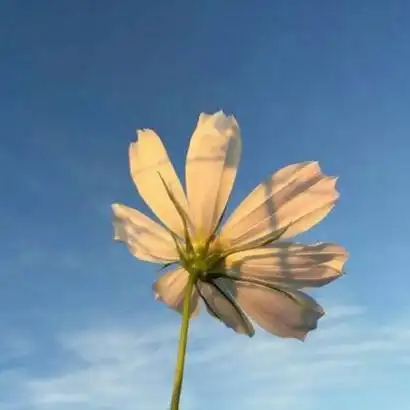 风景qq头像唯美小清新自然各种高清好看的自然风景