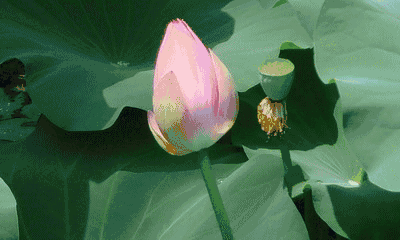 400_240gif 动态图 动图