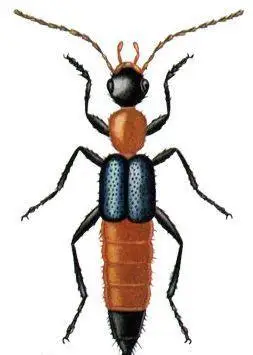 隐刺虫,没那么可怕!