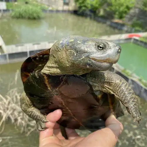 办公室餐厅宠物龟包活-岚黛 真外塘7-8厘米 一只公(安徽草龟)【图片