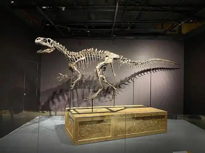 正佳自然科学博物馆异特龙真标化石
