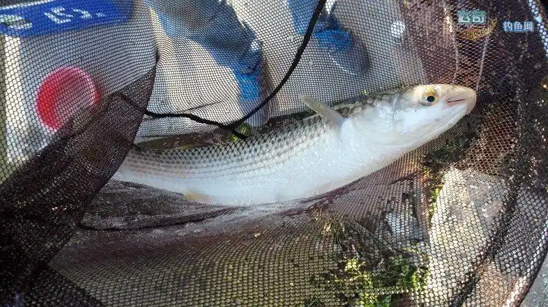 难得假期--与黄油鲚对抗的日子 - 广东,广西,海南钓鱼网 达奇钓鱼论坛