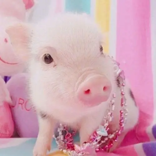 可爱的猪宝宝