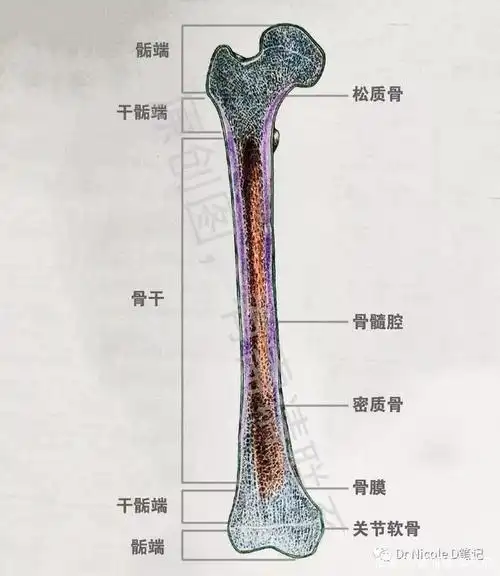 骨骺与骨干之间有一层软骨层,医学上称之为骺软骨 ( 骨骺线).