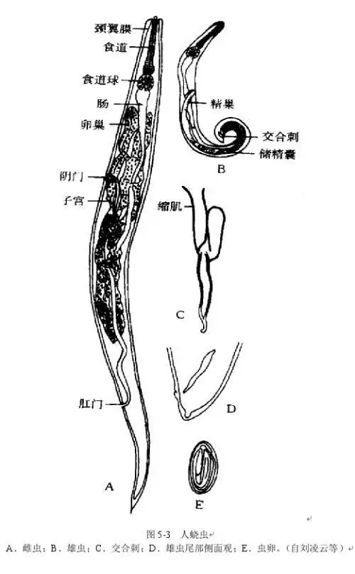 草蠕虫简笔画蛔虫的简笔画人的肠胃简笔画食物在人体消化简笔画小肠与