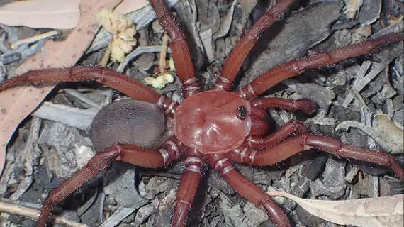 活板门巨型蜘蛛