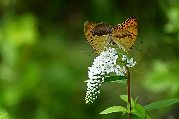 两只蝴蝶图片_图片大全
