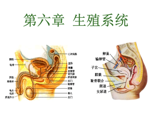 第6章 生殖系统—1男性生殖系统.ppt