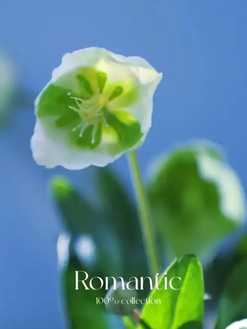 点缀生活的鲜花  #绿菟葵  #海盛