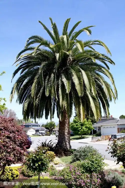 加利福尼亚住宅区的大老棕榈树