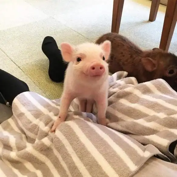 超可爱的小猪躺在你腿上睡觉日本首家迷你猪咖啡厅