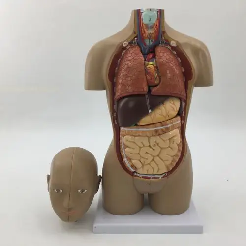 教学仿真小躯干模型50cm人体解剖医学12部件内脏器官心脏医患标本
