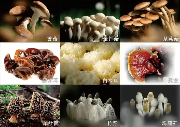 古田发展靠菌菇