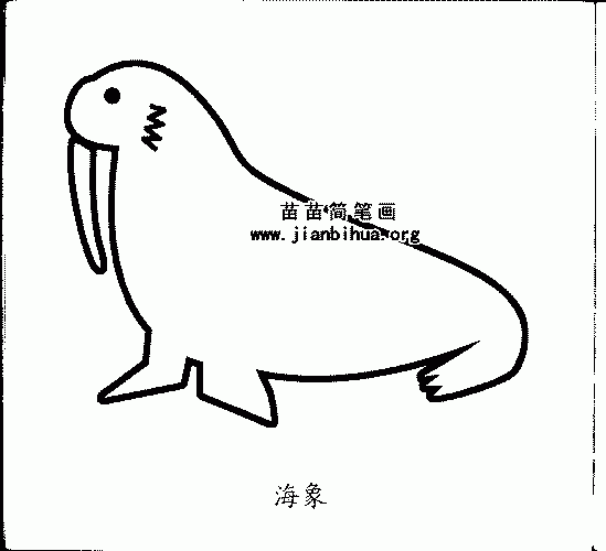 海象简笔画与外形特征知识