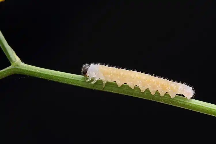 叶蜂幼虫 - 自然类 摄影大赛2015 - 国家地理中文网