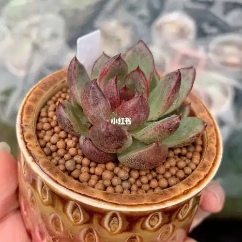 多肉黑水晶玫瑰