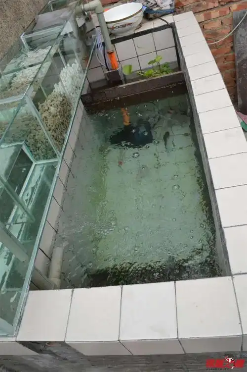 第一次自建池子 - 鱼缸鱼池 - 龙巅锦鲤鱼