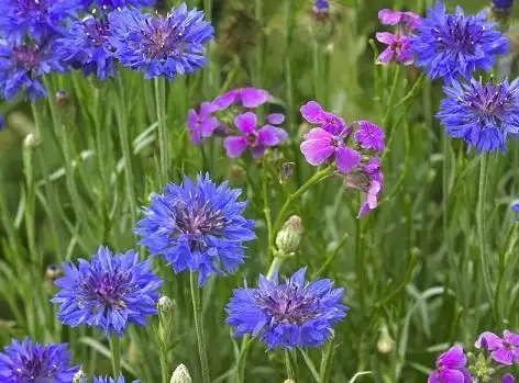 展开全部 早上十一点开的花:香矢车菊.