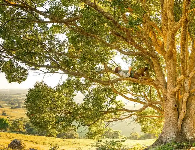 能为小鸟提供家园一旦大树长成但只有少数幸运儿能够长成参天大树一棵