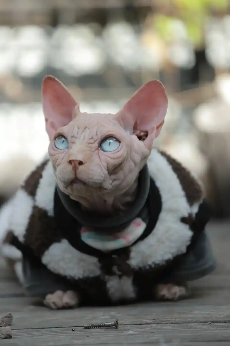 宠物摄影 #这也太可爱了吧 比鲁斯今天很帅 - 抖音