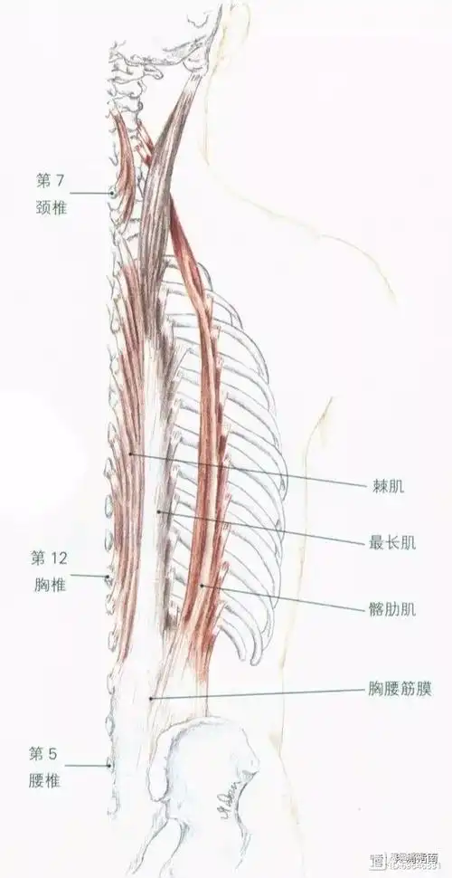 竖脊肌/棘肌/最长肌/髂肋肌因为好,所以传递.