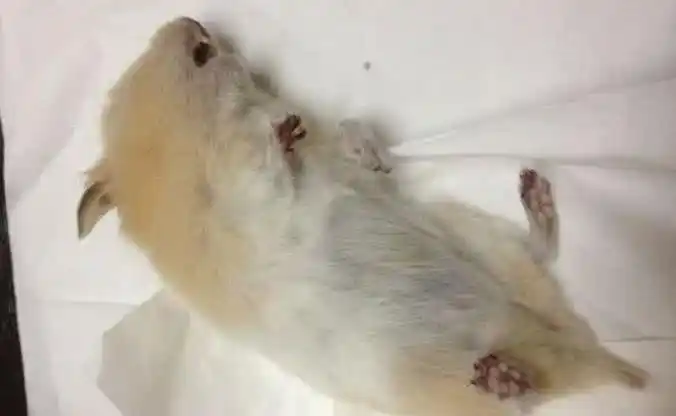 仓鼠死后被埋在后山半年后过去祭拜坟头上的东西令人崩溃