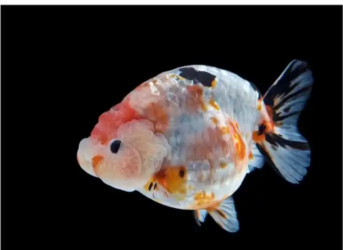 精品兰寿金鱼潘氏奶牛国粹金鱼观赏鱼包活好养兰寿活鱼苗水墨玉兔 7-8