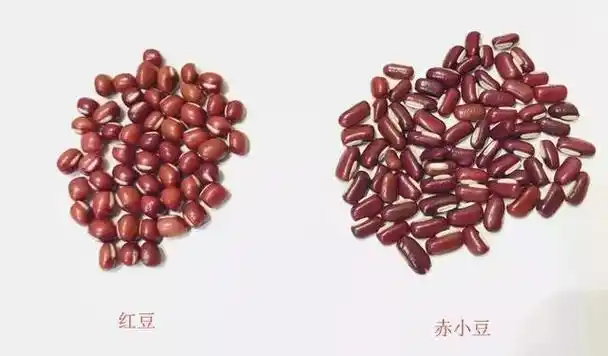 红豆和赤小豆有什么区别(红豆赤小豆可以一起煮吗)
