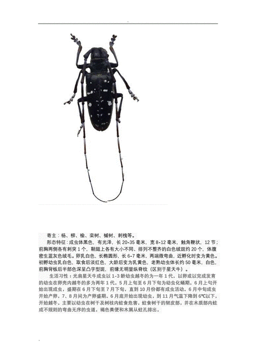 常见天牛的识别综合防治技术.doc