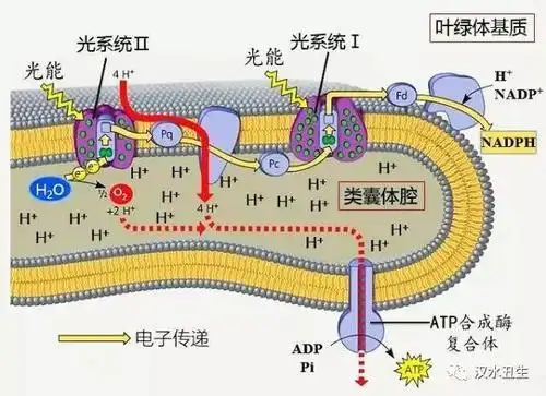 必修一 第5章第4节 光合作用(二)_手机搜狐网