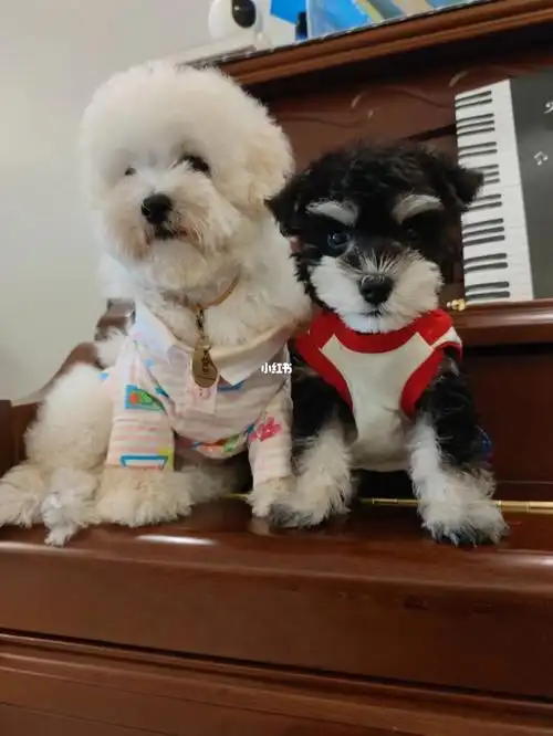 比熊和雪纳瑞亲密时刻