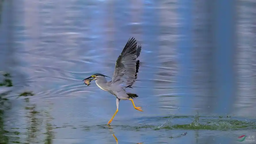 凌波微步【贺获鸟类精华】