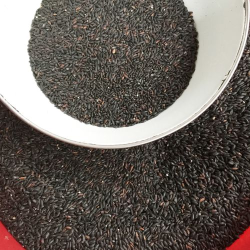 粤北韶关始兴特产无染染色米黑香米大米杂粮黑米