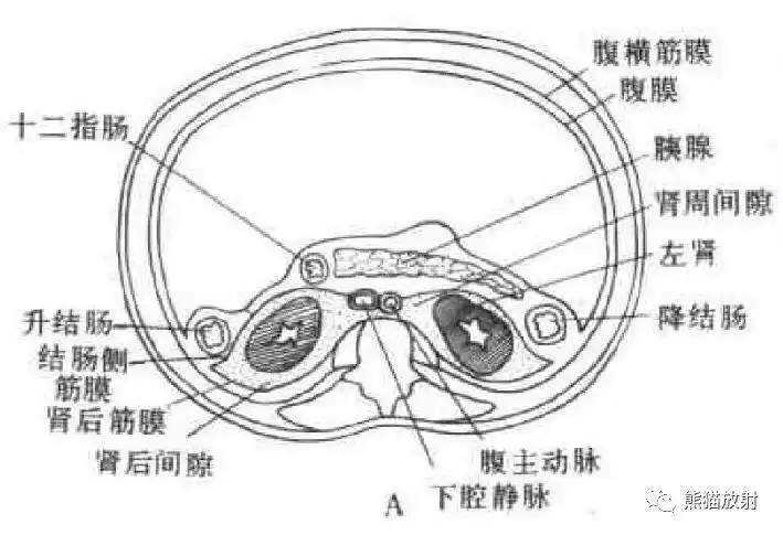 解剖丨腹膜后间隙包懂包会