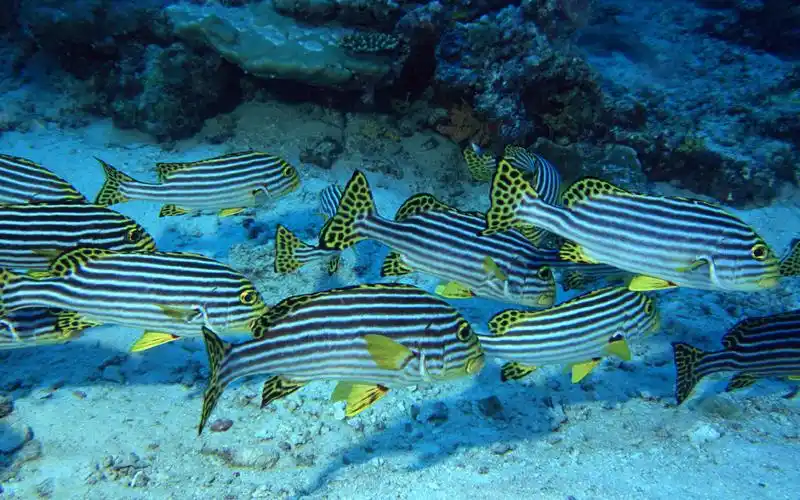 海洋生物之——鱼群 组图