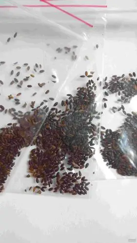 这个是多肉种子