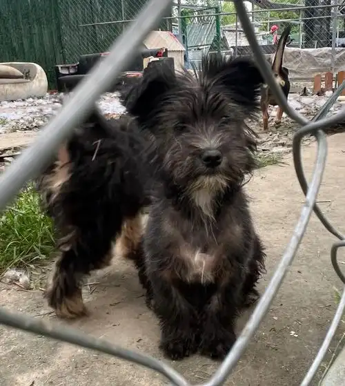 雪纳瑞串串有人要么