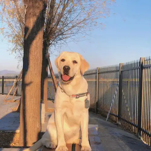 拉布拉多犬舍的毛孩子们如今都这么大啦