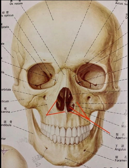具体看图,鼻头的软组织与软骨在x线片上不显影,只有鼻骨显影,中间是