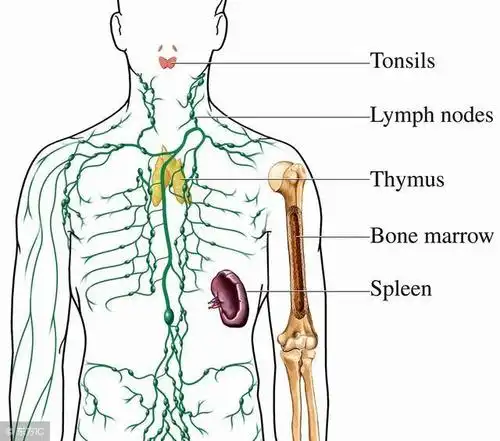 全身淋巴结模式图