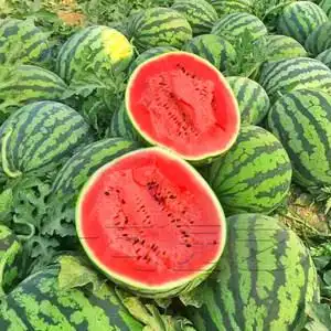 甜王03西瓜种子特大香甜红肉薄皮中早熟夏秋四季大棚露地水果种籽