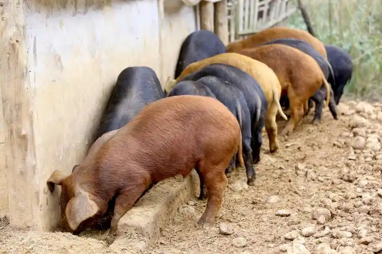 湖北宜昌:农民散养母猪恋上野猪,产下"金猪",一头猪卖3千元