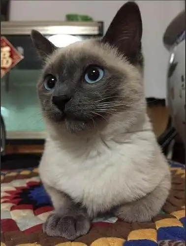 暹罗猫和布偶猫哪个性格更好